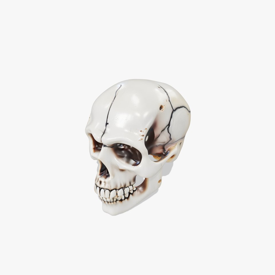 Human Skull Detailed Model Pack